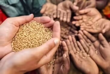 9.5 लाख परिवारों को इस महीने से मिलेगा पांच किलो गेहूं