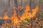 वनाग्नि रोकने के गंभीर प्रयासों से बढ़ी उम्मीदें