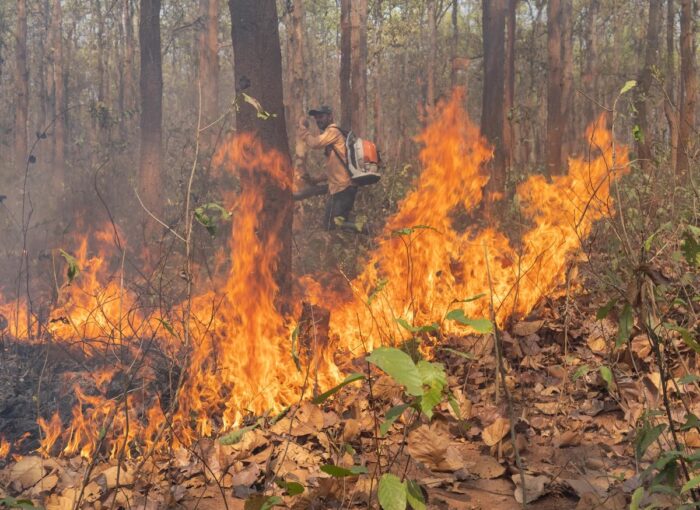 वनाग्नि रोकने के गंभीर प्रयासों से बढ़ी उम्मीदें