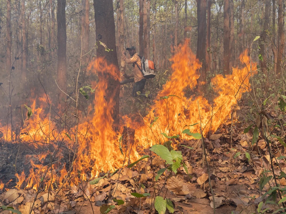 वनाग्नि रोकने के गंभीर प्रयासों से बढ़ी उम्मीदें