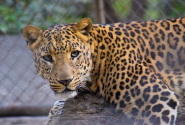 राजाजी टाइगर रिजर्व में गुलदारों का राज है