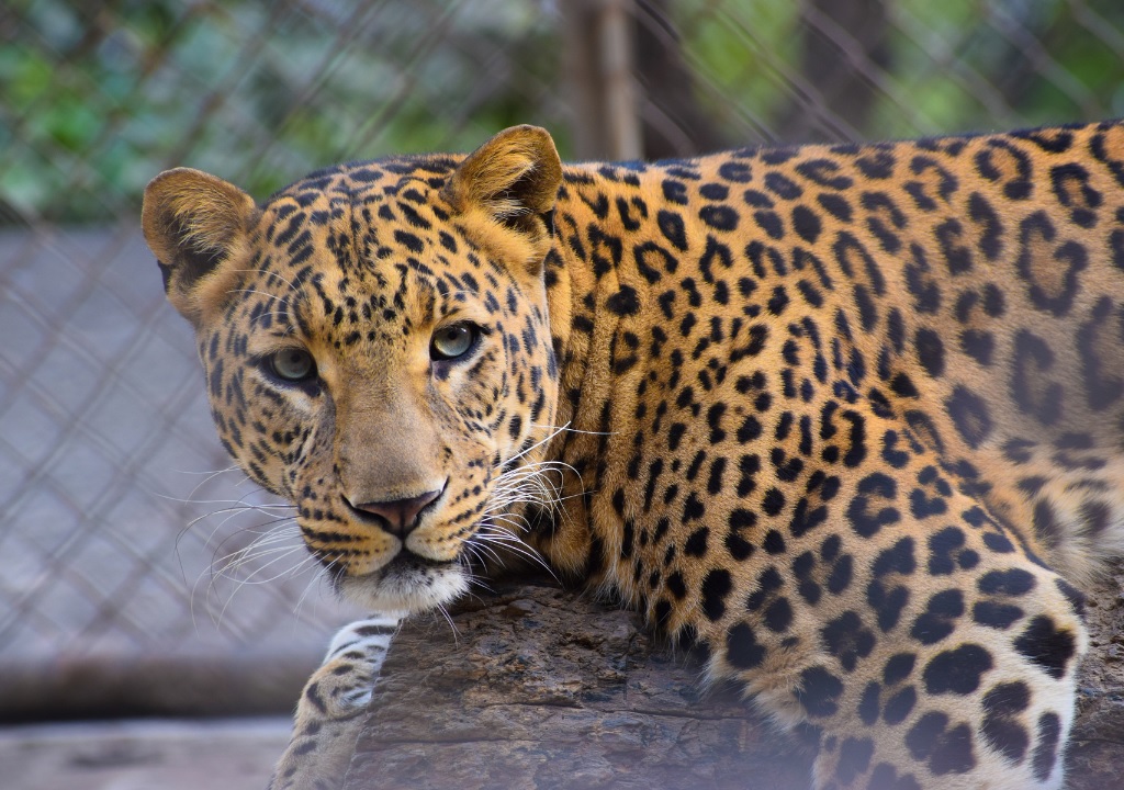 राजाजी टाइगर रिजर्व में गुलदारों का राज है