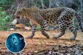 एआई तकनीक मानव-वन्यजीव संघर्ष को रोकने में मददगार