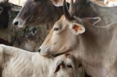 राज्य में उत्तराखंड गो सेवा आयोग के पास कर्मचारी तक नहीं हैं
