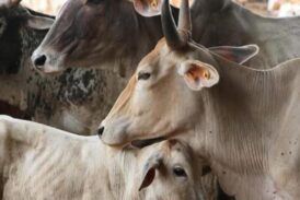 राज्य में उत्तराखंड गो सेवा आयोग के पास कर्मचारी तक नहीं हैं