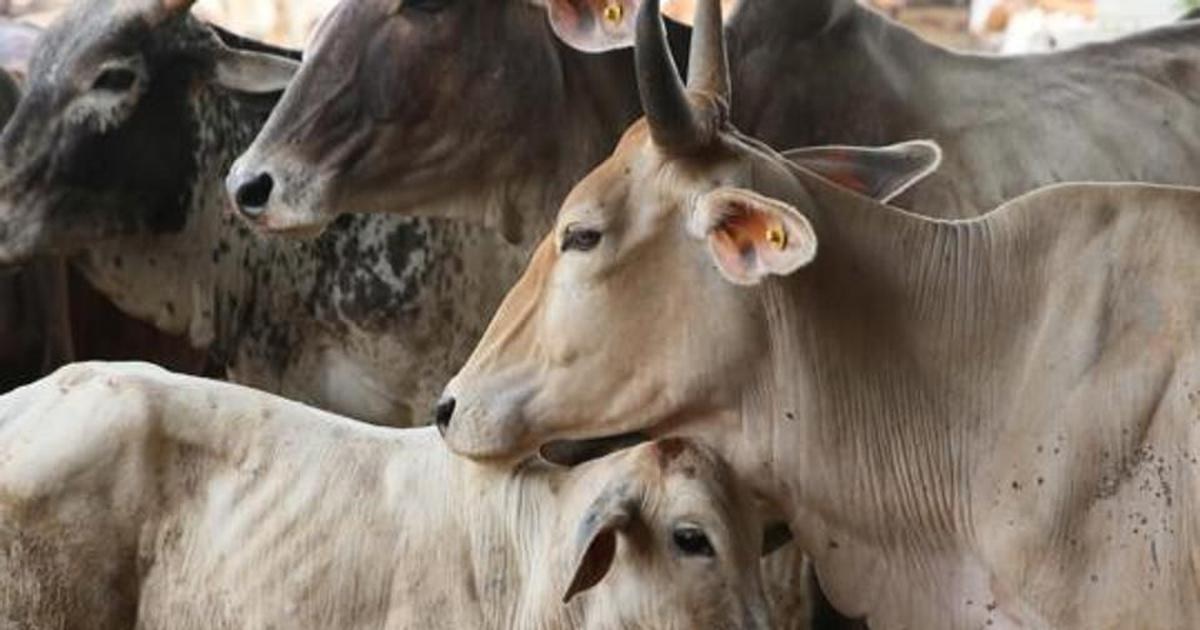 राज्य में उत्तराखंड गो सेवा आयोग के पास कर्मचारी तक नहीं हैं