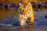उत्तराखंड ने बाघ संरक्षण के मोर्चे पर पूरे देश को पीछे छोड़ते हुए बड़ी उपलब्धि