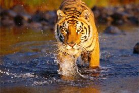 उत्तराखंड ने बाघ संरक्षण के मोर्चे पर पूरे देश को पीछे छोड़ते हुए बड़ी उपलब्धि