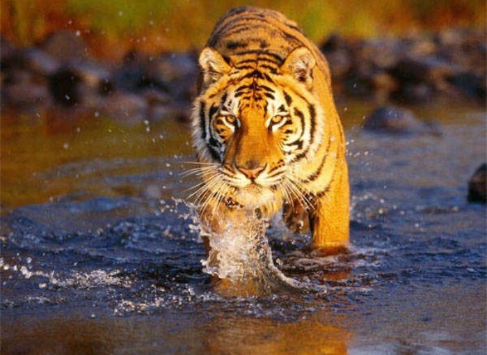 उत्तराखंड ने बाघ संरक्षण के मोर्चे पर पूरे देश को पीछे छोड़ते हुए बड़ी उपलब्धि